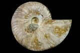 Cut & Polished Ammonite Fossil (Half) - Madagasar #158050-1